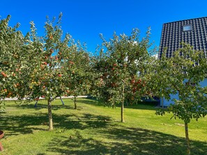 An orchard with apple trees, a grassy area, and a building with a tiled roof. - Apartment 1 - Apartments in Blu Hus (Kröslin)