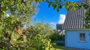 A house with a tiled roof, surrounded by a garden with fruit trees. - Apartment 1 - Apartments in Blu Hus (Kröslin)