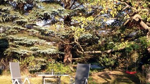 Ein Garten mit Tisch und zwei Stühlen, umgeben von Bäumen und Pflanzen.