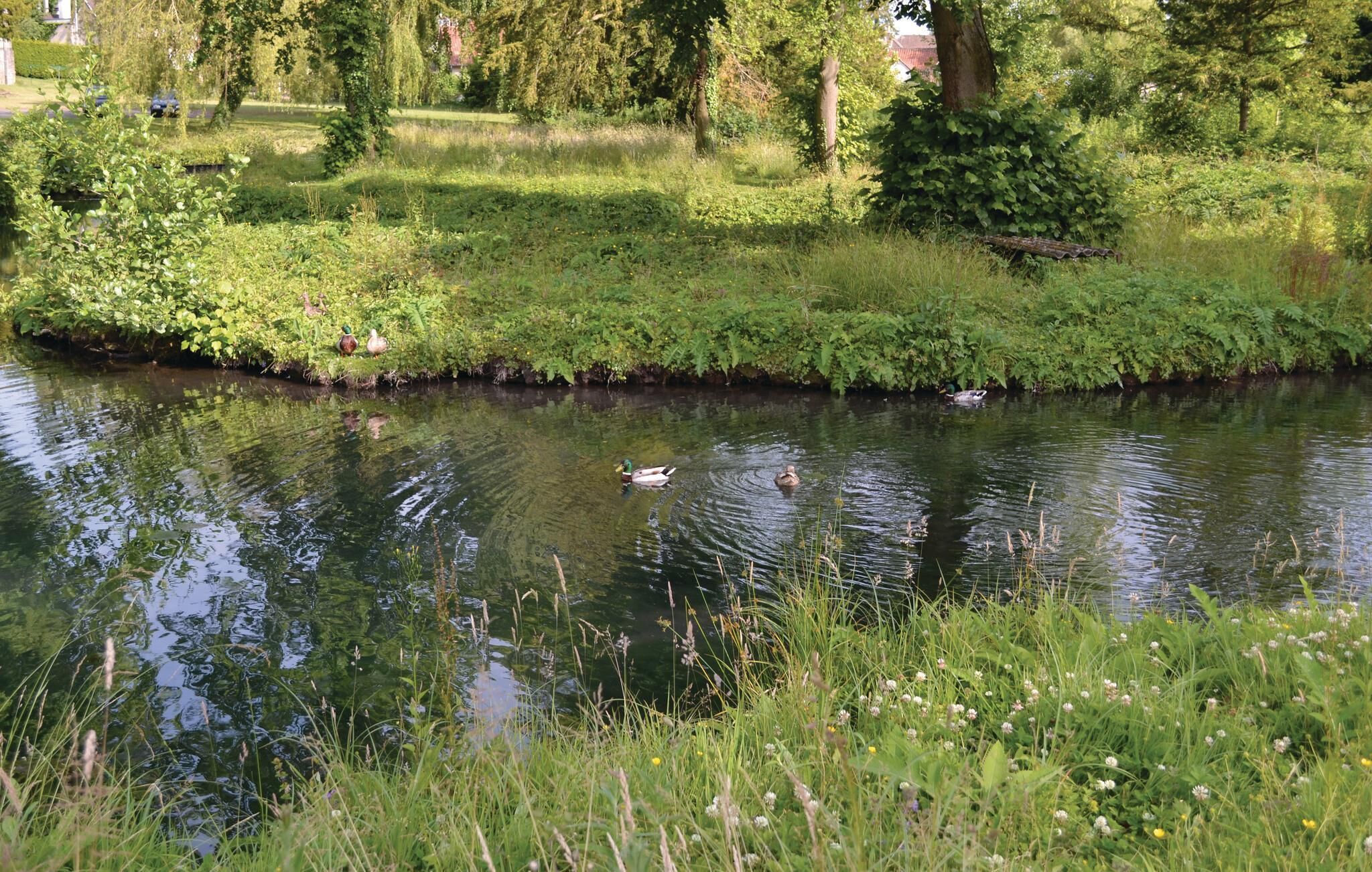 Een rustige rivier met eenden, omringd door weelderig groen en bomen.