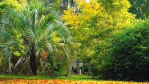 A lush garden with a variety of trees, including palm trees and yellow flowering trees, and a path covered with fallen leaves. - Linaker Art Deco Motel (Beechworth)