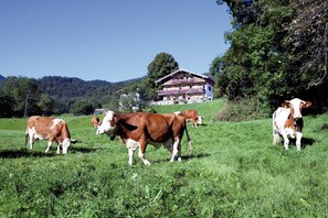 A rural landscape with cows grazing, a house with a balcony, and a forested hill in the background.