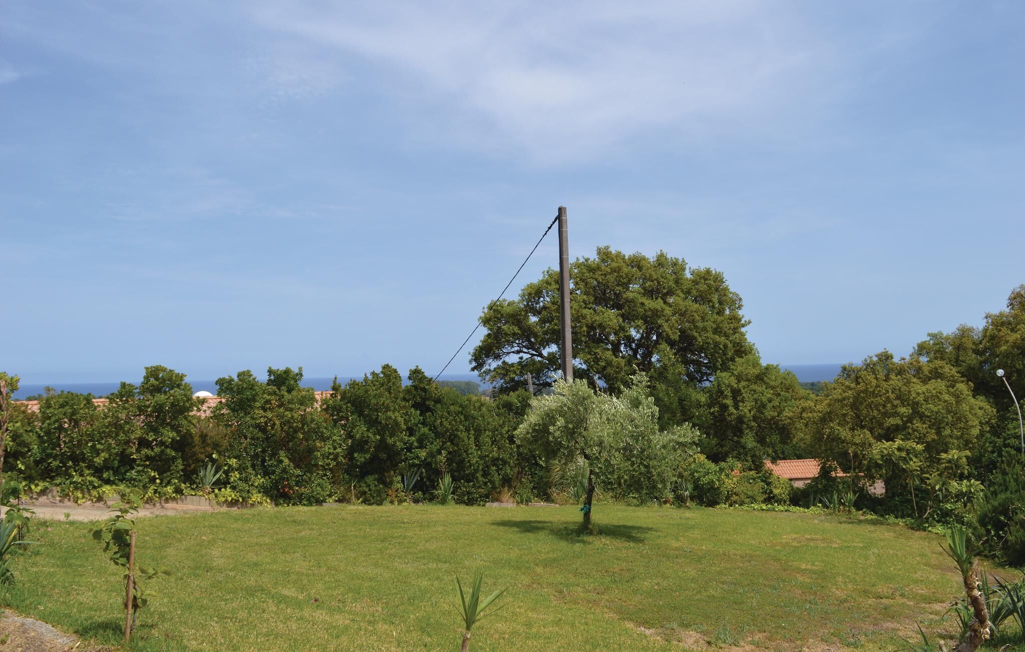 A grassy field with a tall utility pole and a large tree in the center.