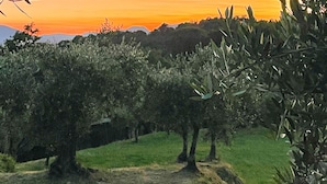 An olive grove with trees and a grassy area. - Cozy apartment in S.Martino in Colle LU with swimming pool (S.Martino in Colle LU)