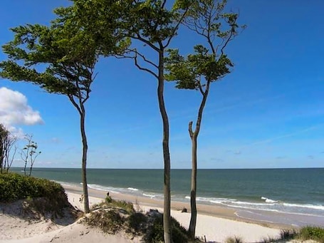 Playa. Vacation apartment 2 - Holiday apartments on the edge of the forest