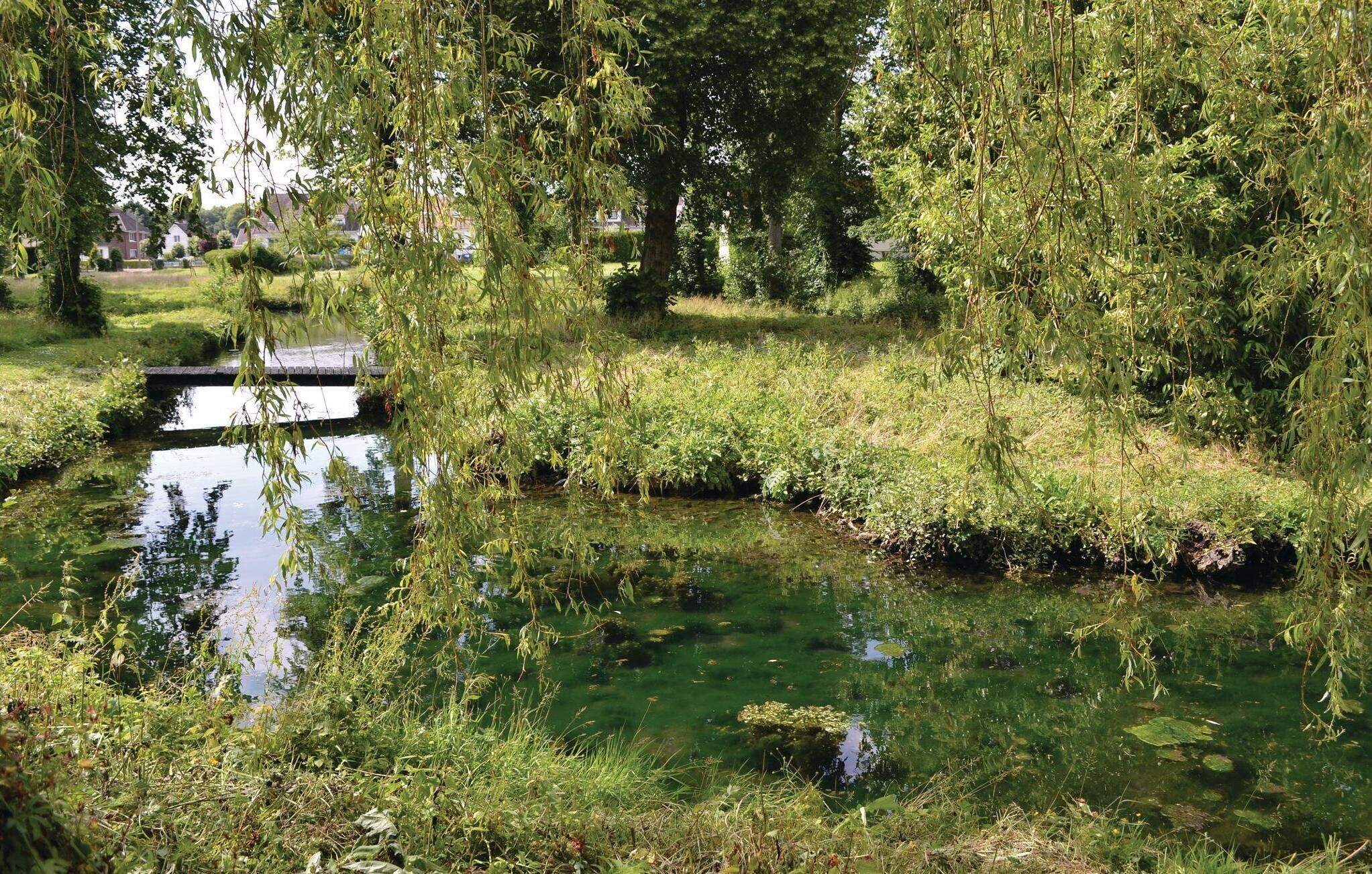 Uno stagno tranquillo circondato da vegetazione lussureggiante e alberi, con un piccolo ponte che lo attraversa.