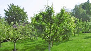 Une zone herbeuse avec plusieurs jeunes arbres.
