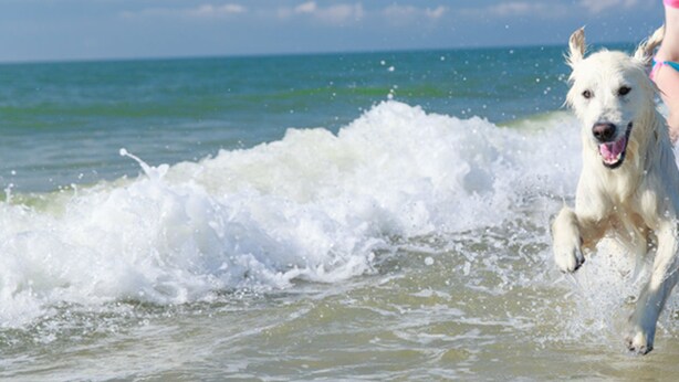 A dog running on the beach with waves in the background. - Intercontinental Family Home - North American Mediterranean Vacation Rentals (Hasselberg)