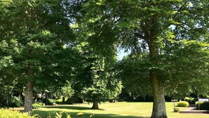 Ein Park mit großen Bäumen, einem gepflegten Rasen und einem Weg.