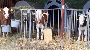 Enceinte de lâhĂ©bergement