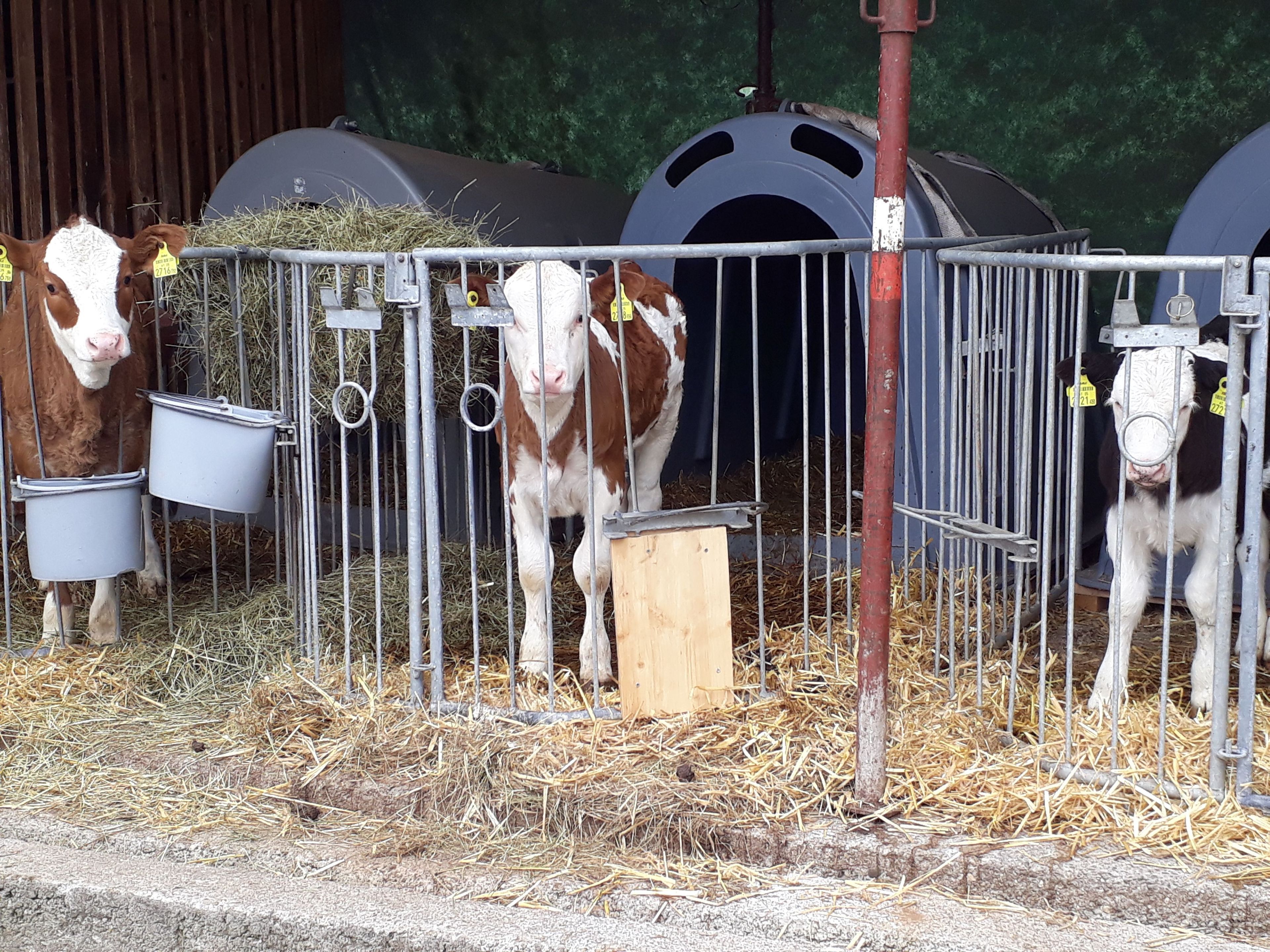 Un granero con cerca de metal, fardos de heno y comederos para vacas.