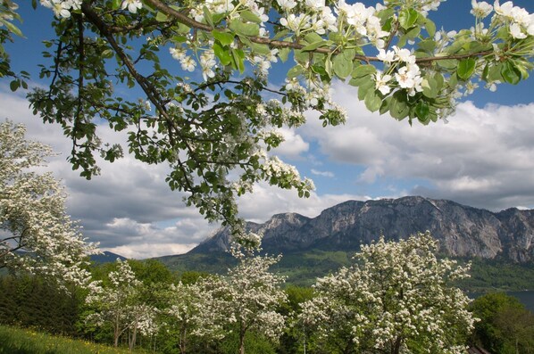Un paisaje montañoso con árboles en flor y cielo despejado.