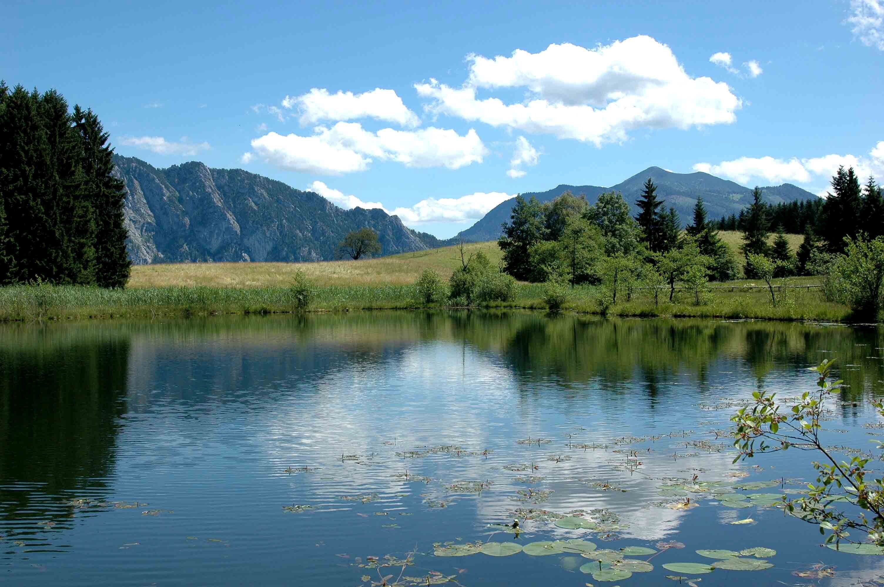 Un lago tranquilo con montañas al fondo, rodeado de árboles y hierba.