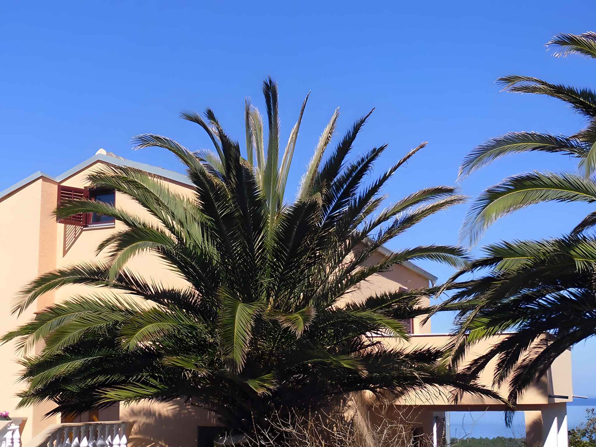 Ein Gebäude mit einer großen Palme davor.