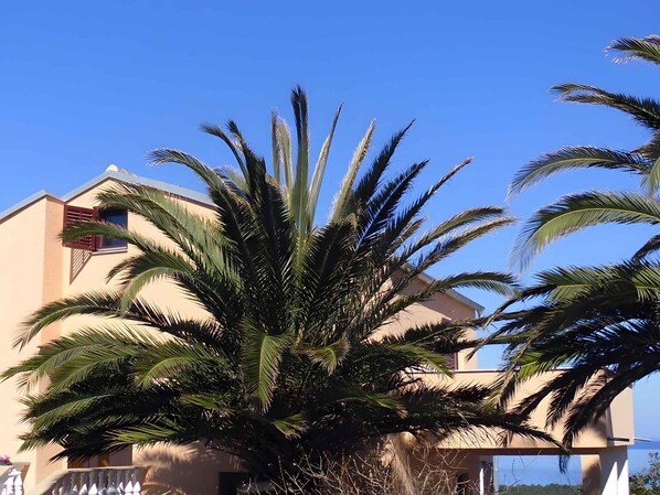 A building with a large palm tree in front.