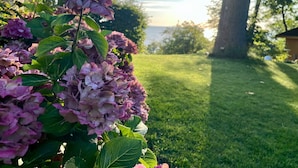 Un jardín con flores de hortensia y un césped.