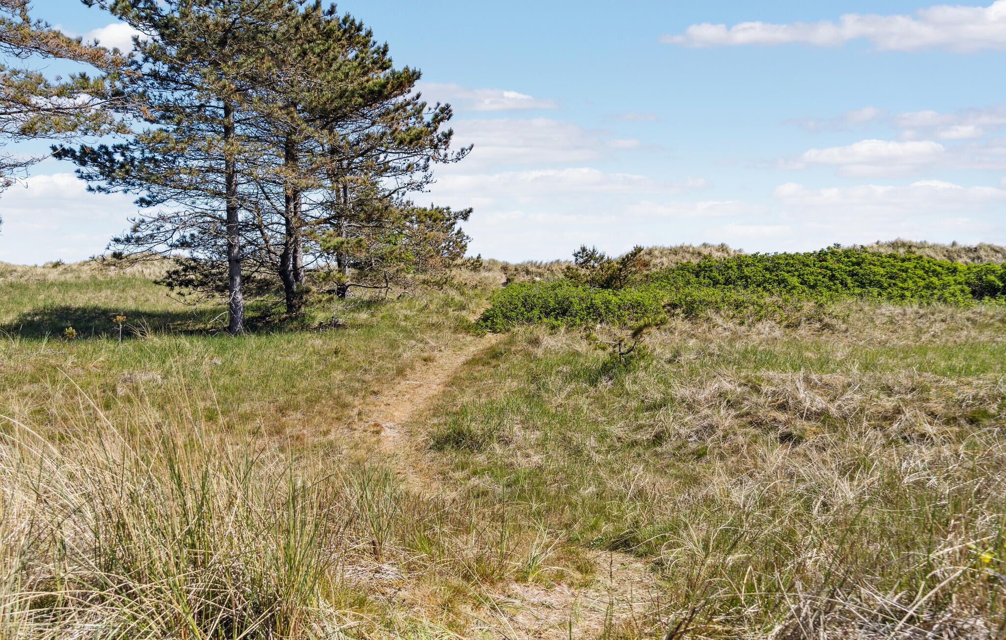 A natural landscape with a dirt path, trees, and grassy areas.