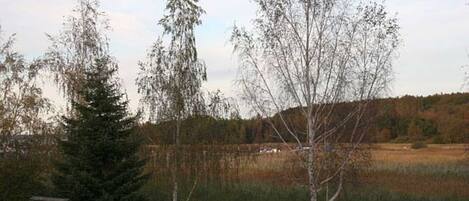 A rural landscape with a wooden structure, possibly a cabin, surrounded by trees and a field.