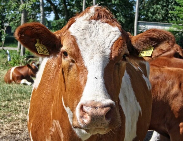 Unclassified image, 1 of 16, button