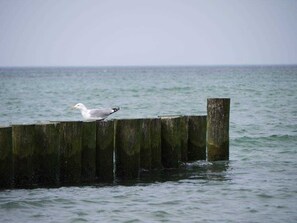 Unclassified image, 5 of 13, button - (174) 3- room apartment Ostseeallee - apartment house dune castle (Kühlungsborn)