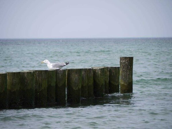 Immagine non classificata, 1 di 13, pulsante