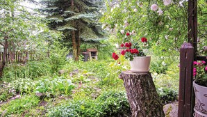 Een tuin met diverse planten en bloemen, een houten omheining en een ruwe stronk met een plant in pot erop.