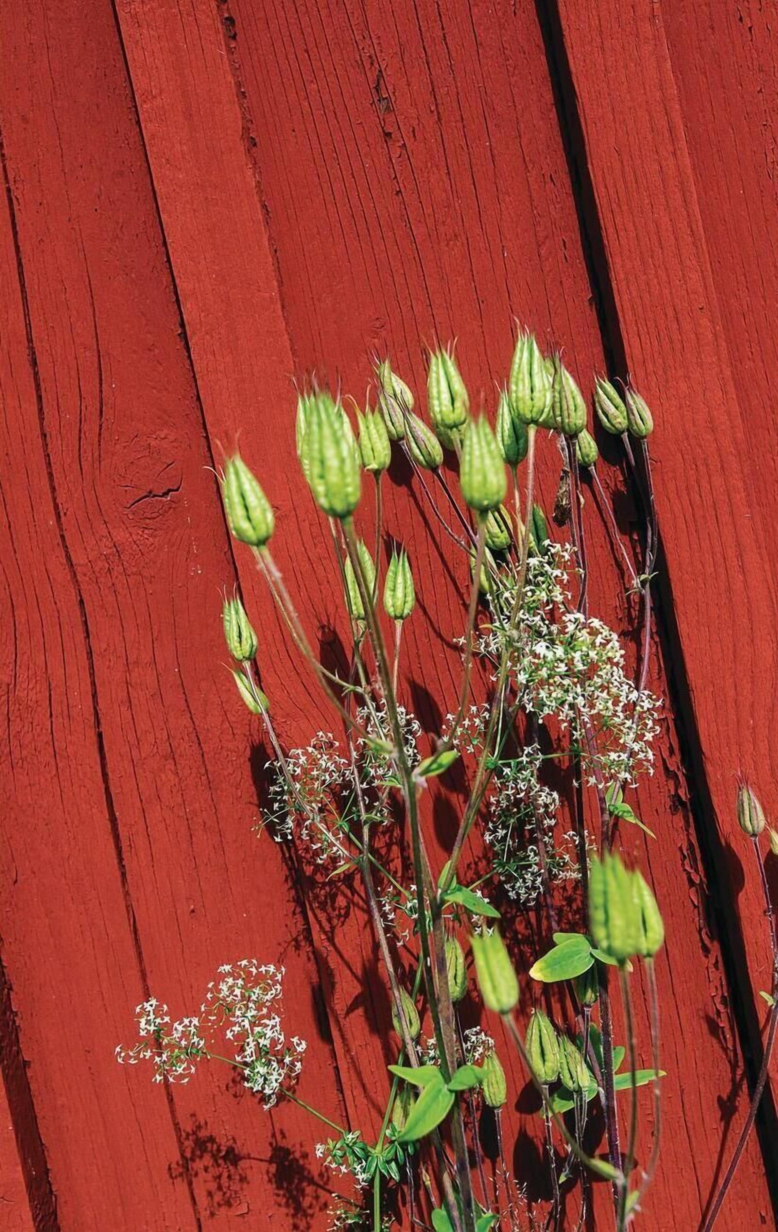 A plant with green buds and white flowers against a red wooden background.