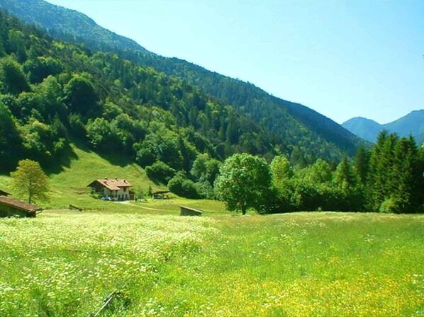 A rural landscape with a house surrounded by a field of wildflowers and dense forested hills. - Montain hut with 20,000 square meters of land (Lenzumo)