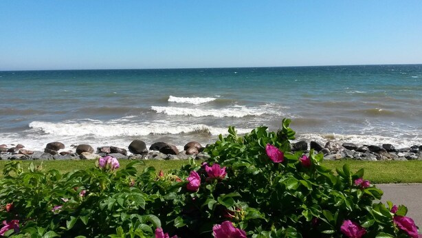A coastal view with waves, a rocky shoreline, and blooming pink flowers. - Wolke 7 Vacation Rental - - Wolke 7 Vacation Rental (Brodersby)