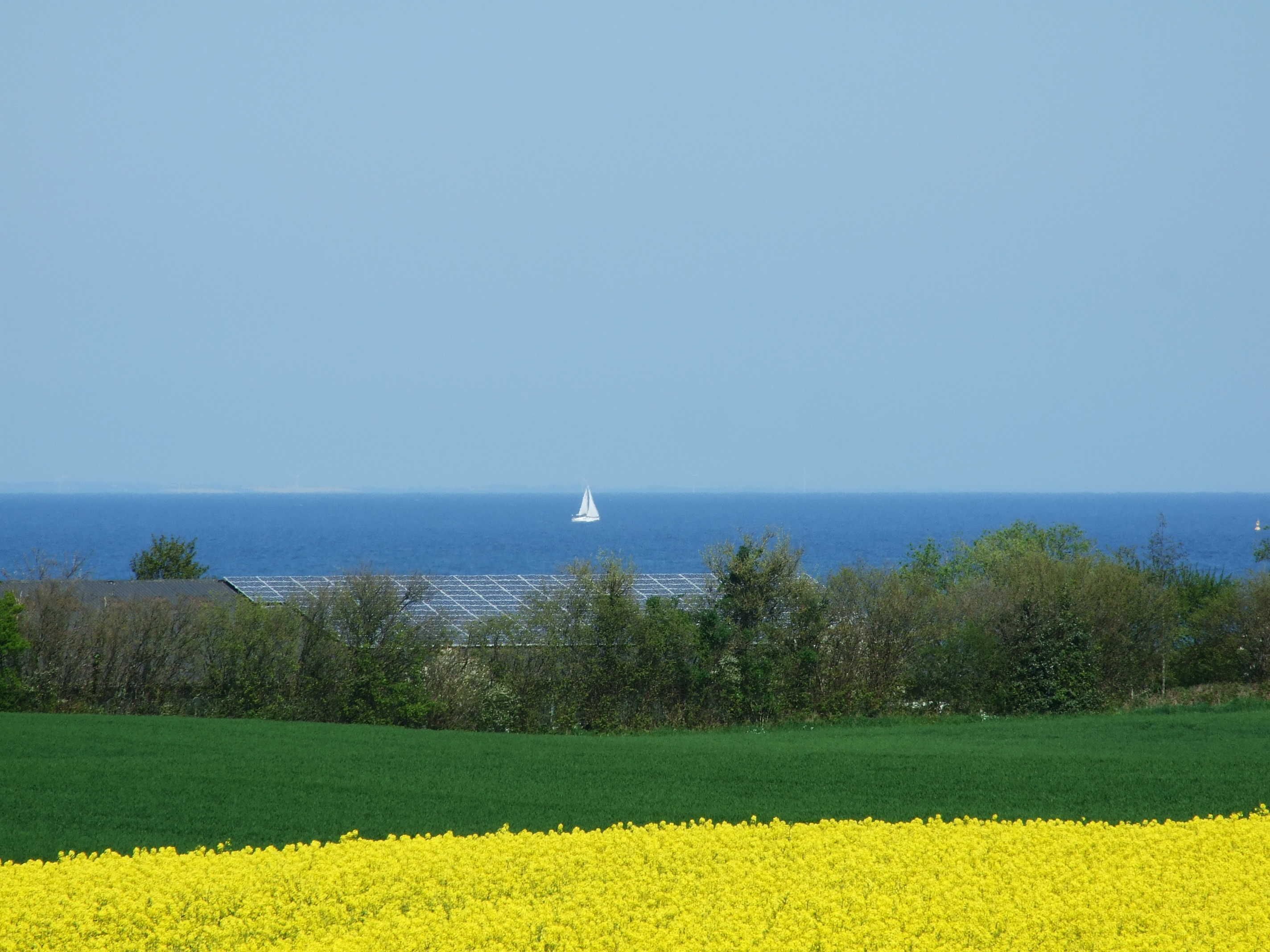 Ett fält med gula blommor, en segelbåt på vattnet och solpaneler i fjärran.