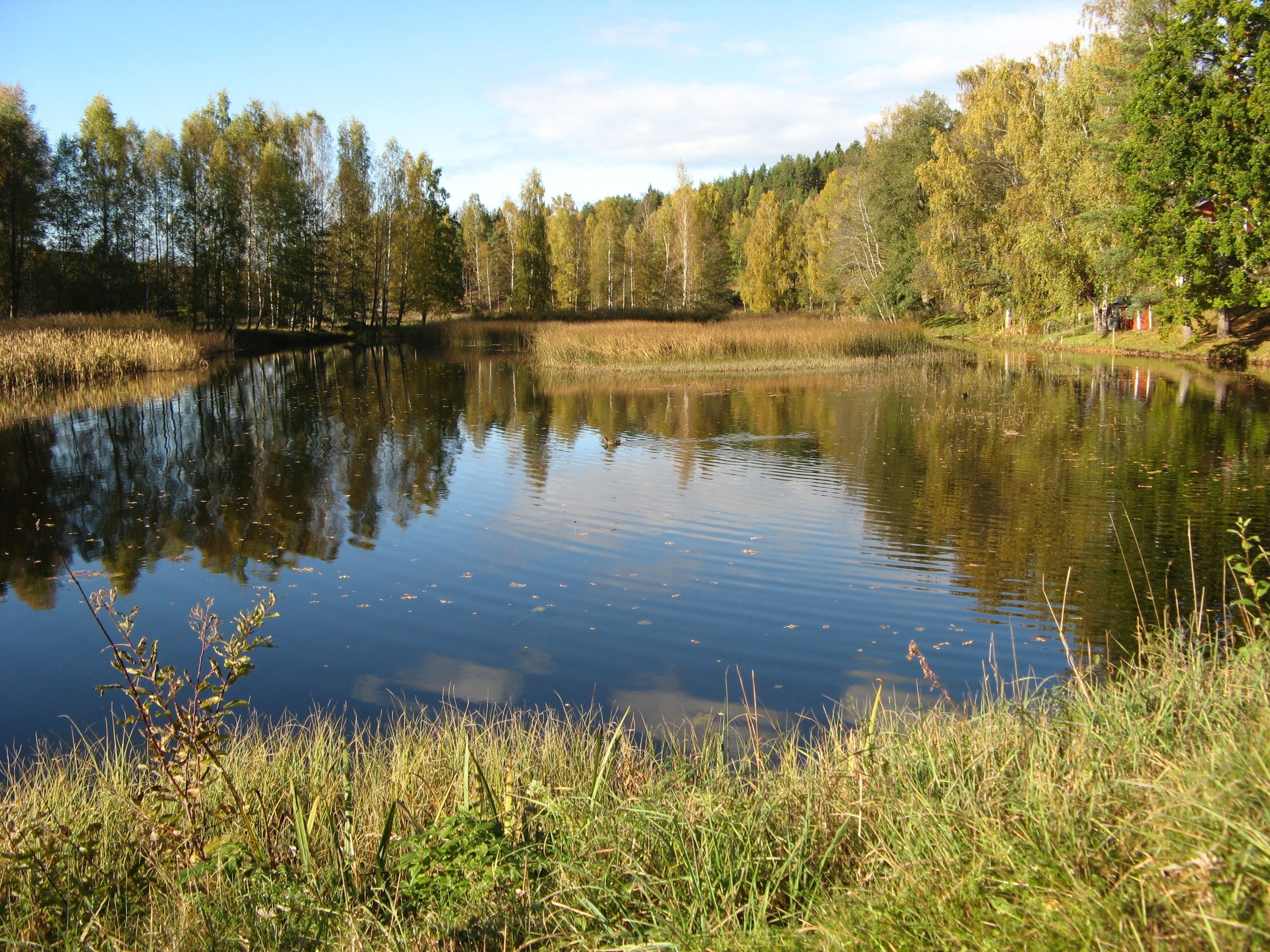 A calm lake surrounded by trees and grassy areas.