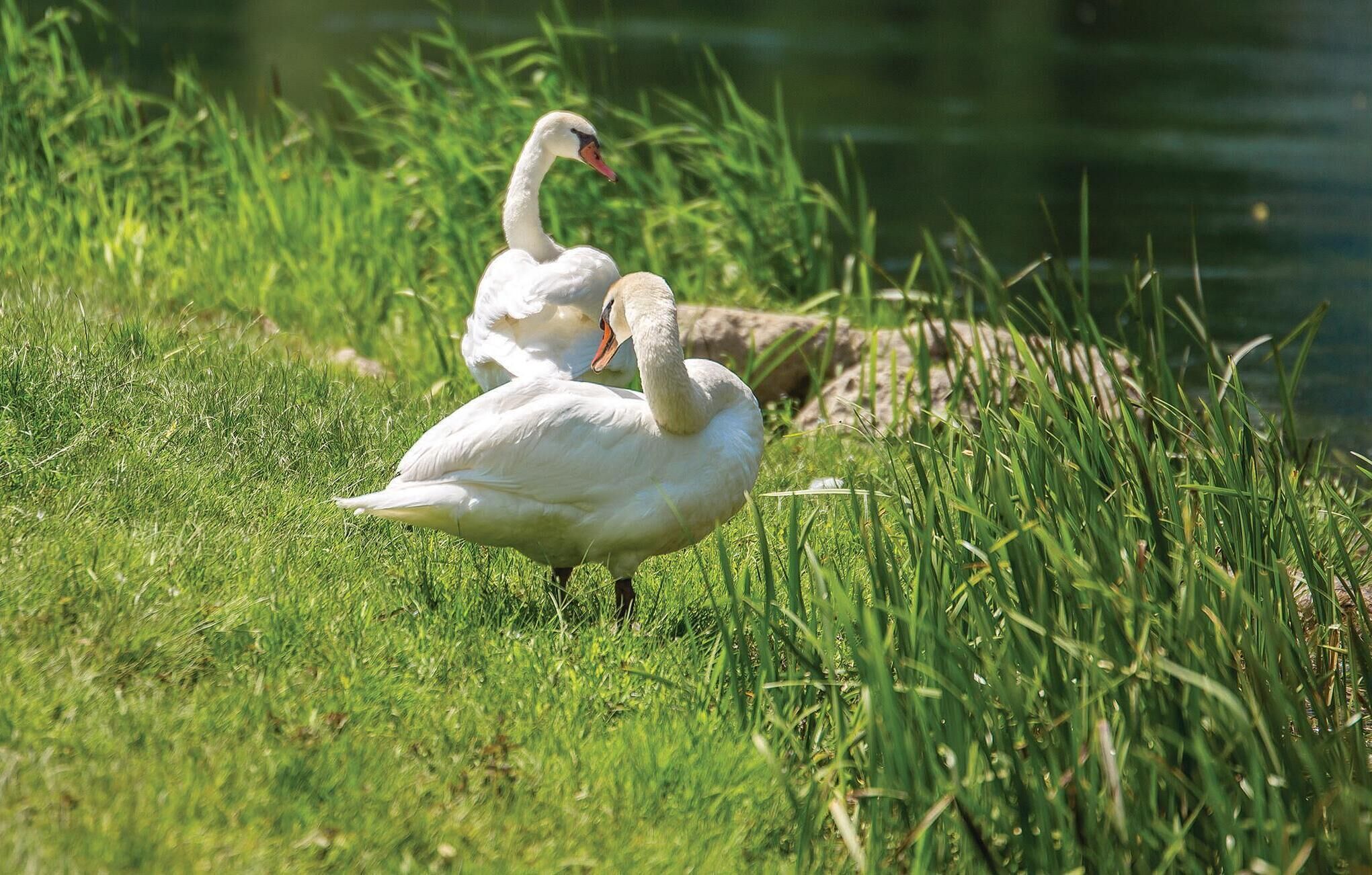 Dos cisnes en un área cubierta de césped cerca de un cuerpo de agua.