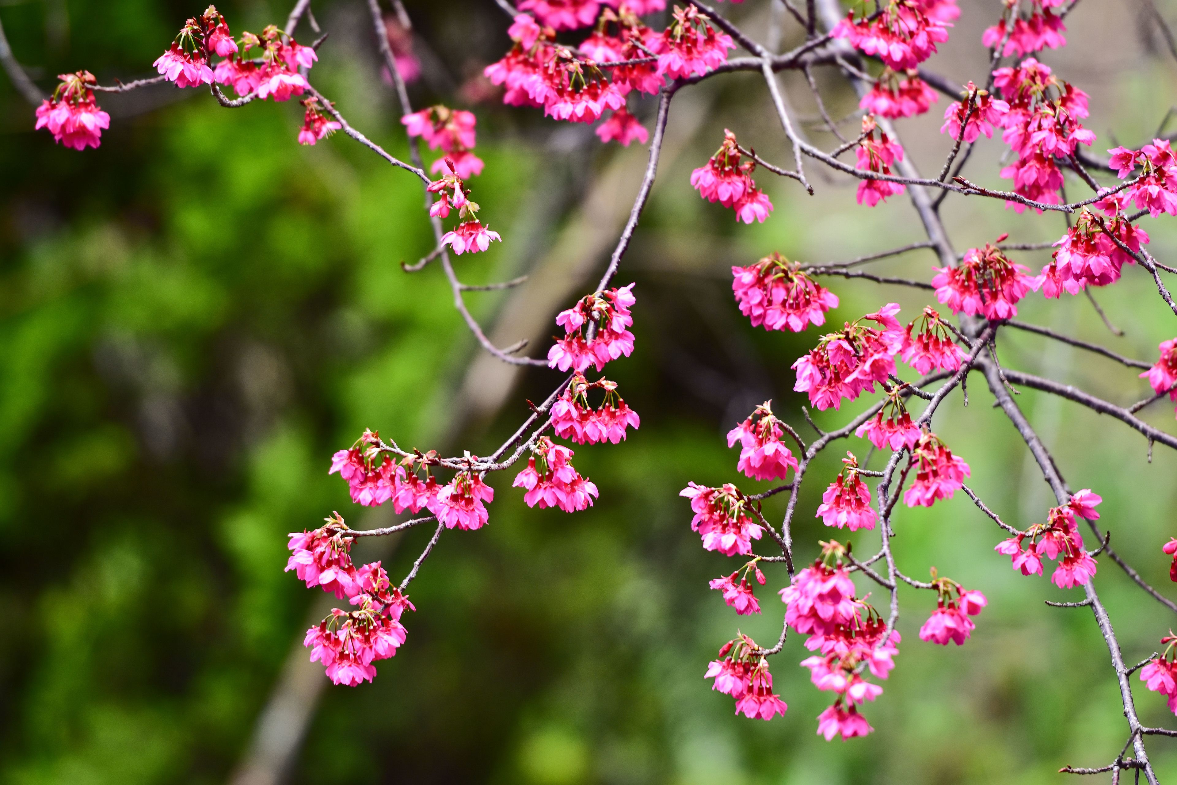 A close-up of pink flowers on a tree branch.