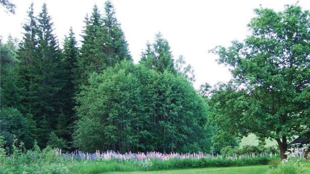 A lush garden with tall trees, a grassy lawn, and a row of purple flowers. - 2 bedroom nice home in Töcksfors (Töcksfors)