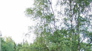 A garden with a wooden bench, a red shed, and lush greenery. - 2 bedroom nice home in Töcksfors (Töcksfors)