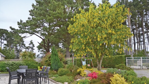 A patio area with outdoor furniture, a variety of plants, and a large tree with yellow flowers. - 6 bedroom stunning home in Pénestin (Pénestin)