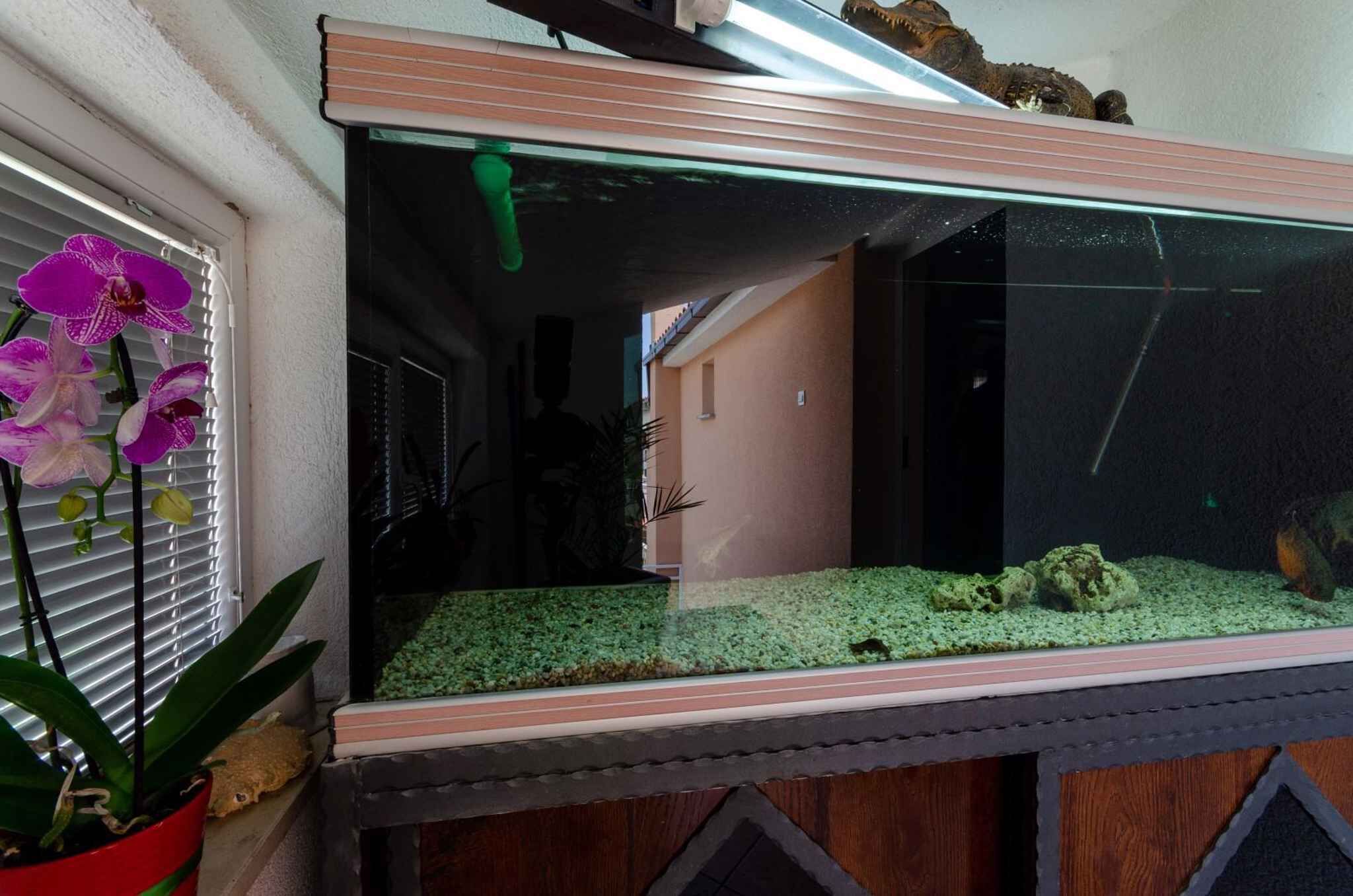 Ein Aquarium mit grünem Bodengrund und einigen Fischen steht auf einer Holzfläche, links ist ein Fenster zu sehen.