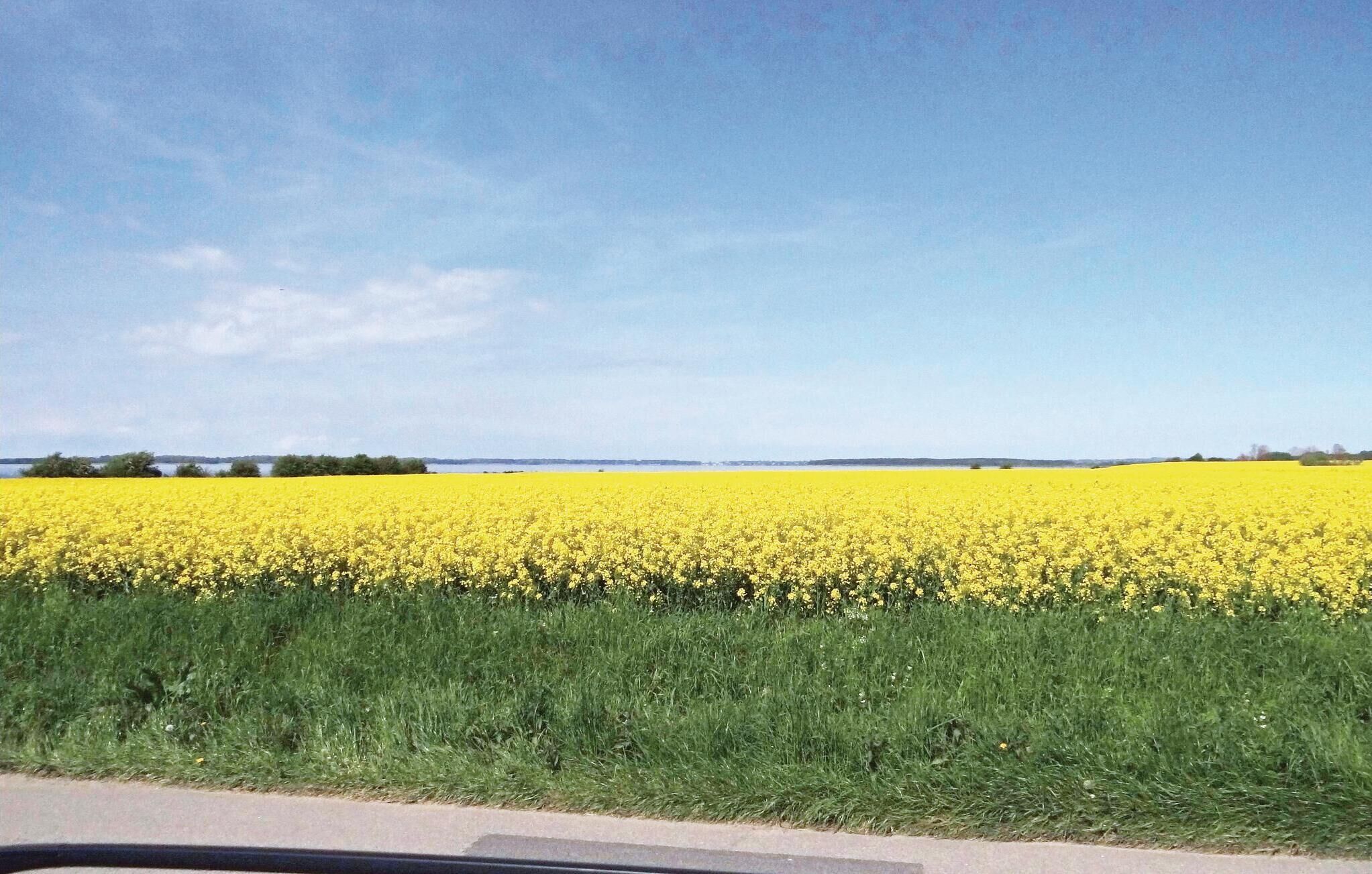 Ein Feld mit gelben Blüten, vermutlich Raps, unter einem strahlend blauen Himmel.