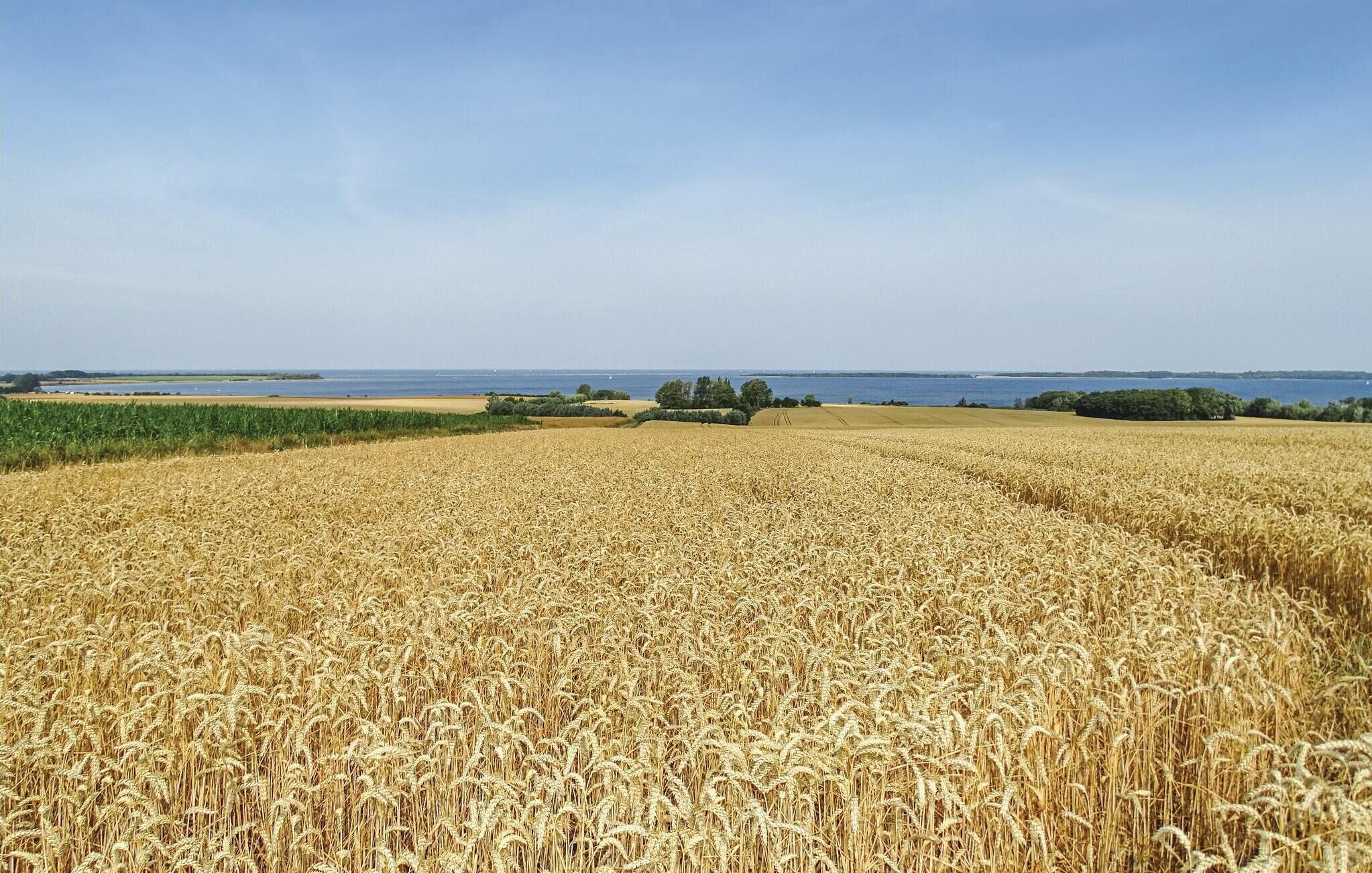 A vast wheat field with a clear sky and a distant body of water.