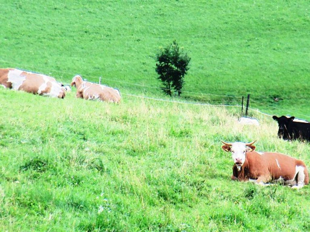 Eine Wiese mit Kühen und einem Zaun.