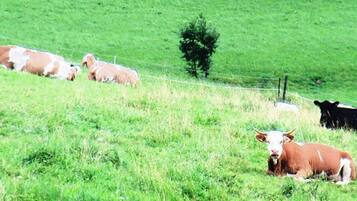 Eine Wiese mit Kühen und einem Zaun.