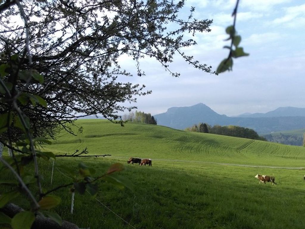 A grassy field with cows grazing, a tree in the foreground, and a mountain range in the background.
