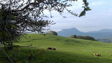A grassy field with cows grazing, a tree in the foreground, and a mountain range in the background.