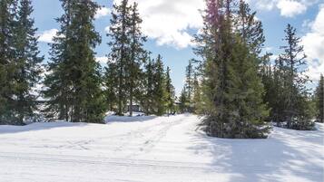 A snow-covered path flanked by tall evergreen trees, leading towards a building with a sloped roof.