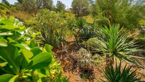 A garden with various plants and trees, including agave and pine trees.