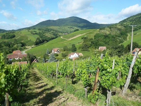 A vineyard with rows of grapevines, houses in the background, and a mountain range. - Homerez - Apartment in Epfig (Epfig)