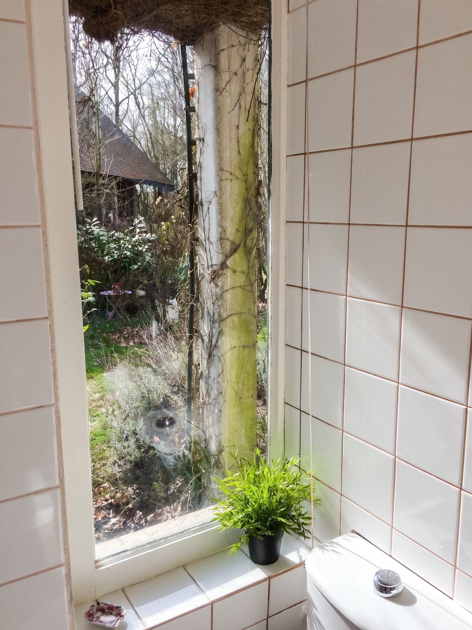 Ein Badezimmer mit Fenster, einem Blumentopf und einer Toilette.