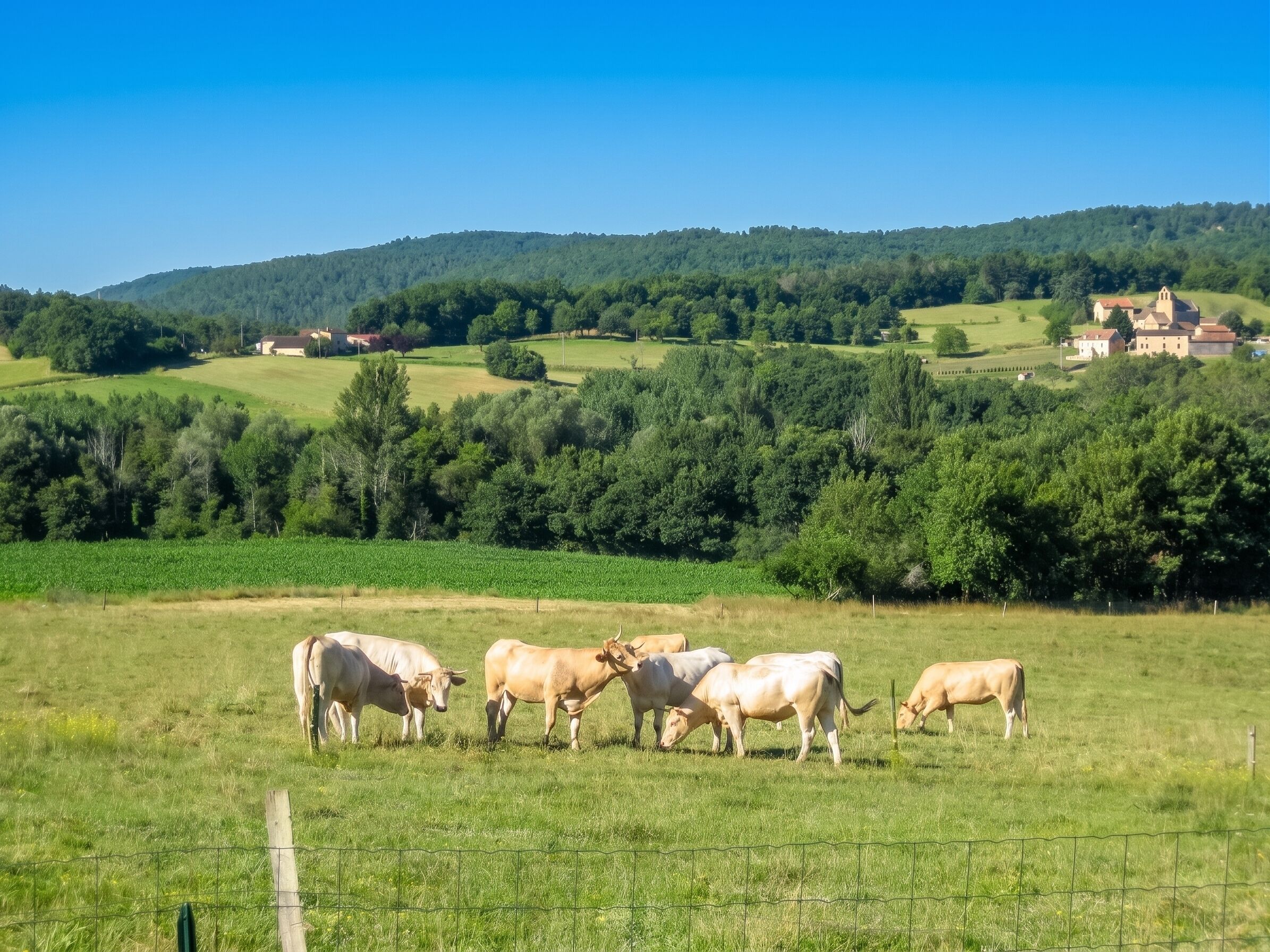 A rural landscape with grazing cows, a fence, and a distant building.