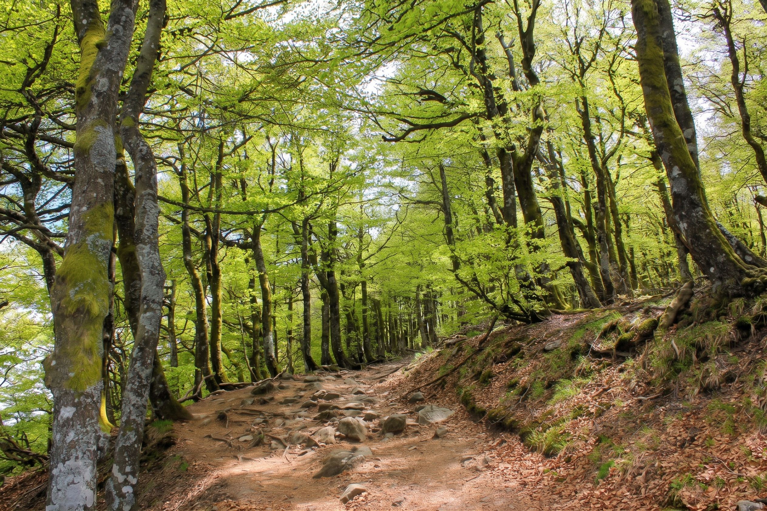 A forested trail with trees and a dirt path.