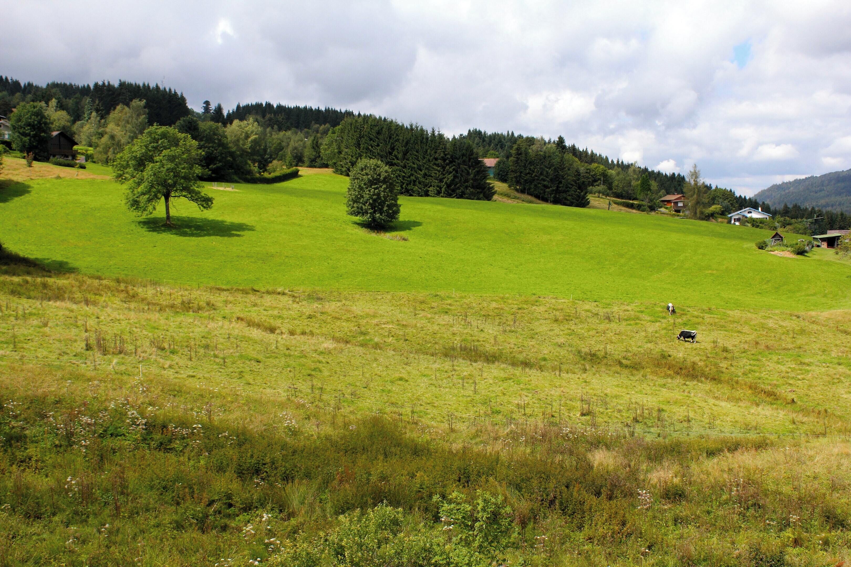 Paisaje rural con un campo cubierto de hierba, algunos árboles dispersos y unos edificios al fondo.